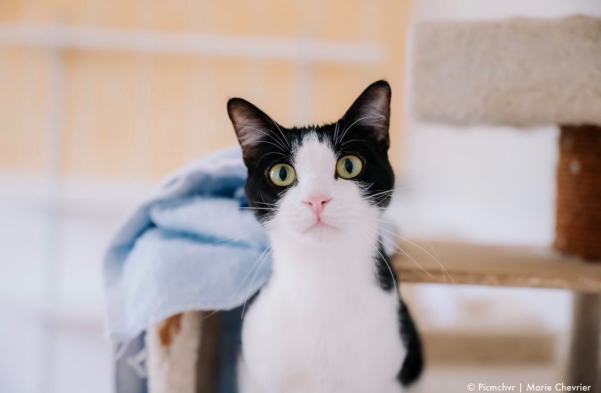 Oria - Chat Européen à adopter