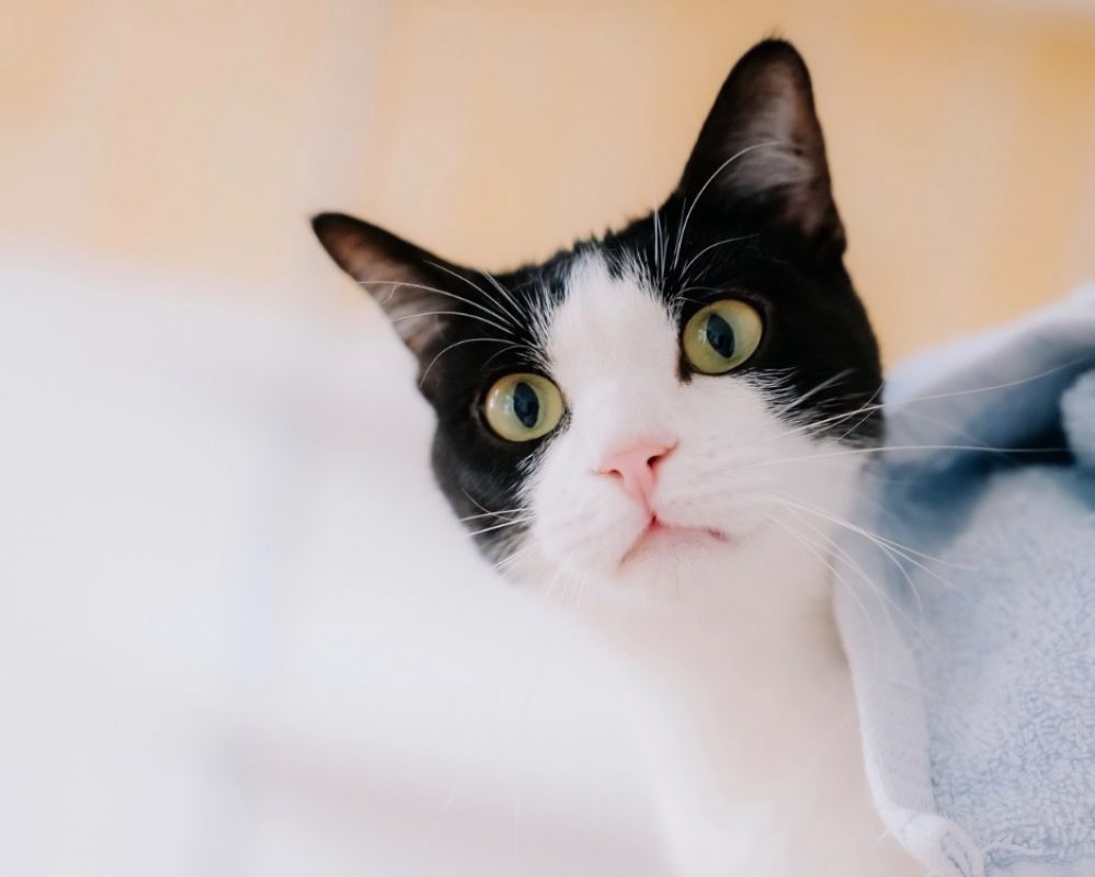 Oria - Chat Européen à adopter - photo 2