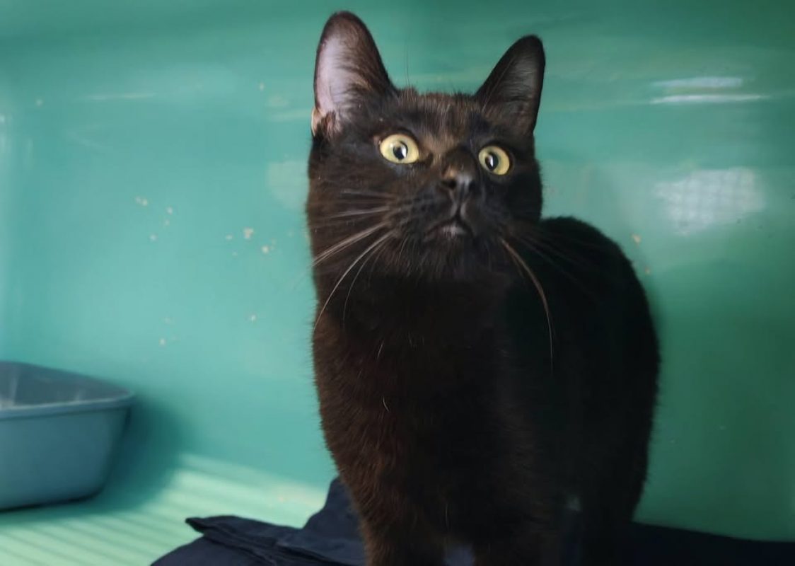 Pistouille - Chat Européen à adopter
