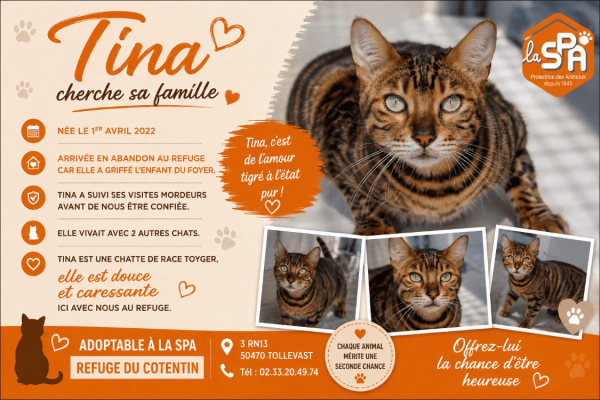 Tina - Chat à adopter