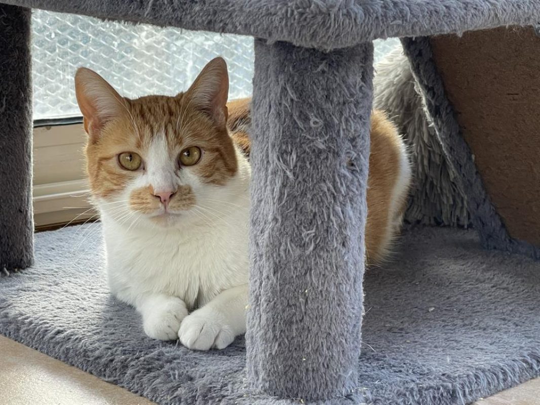Dobby - Chat Européen à adopter