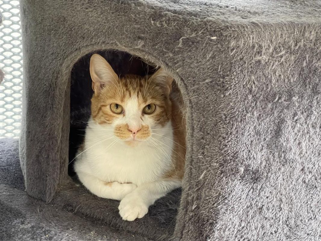 Dobby - Chat Européen à adopter - photo 2