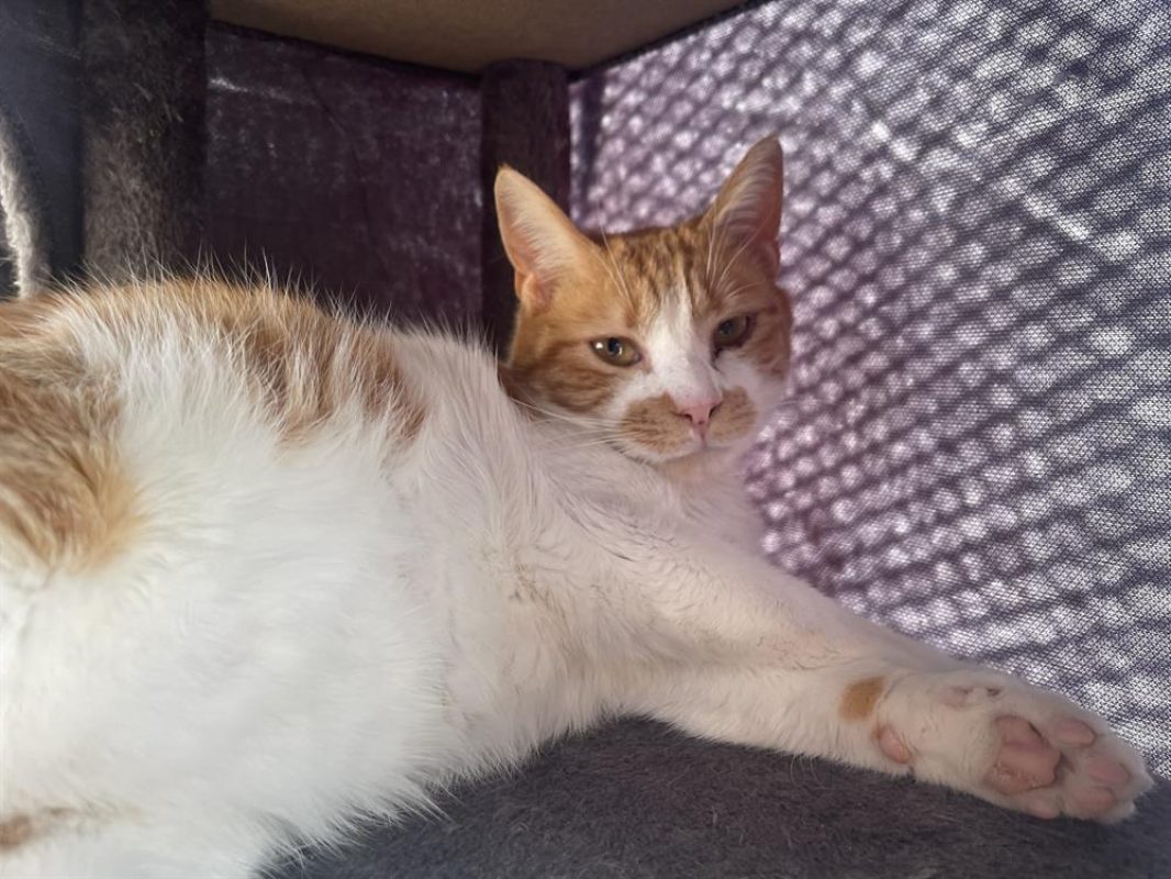 Dobby - Chat Européen à adopter - photo 3