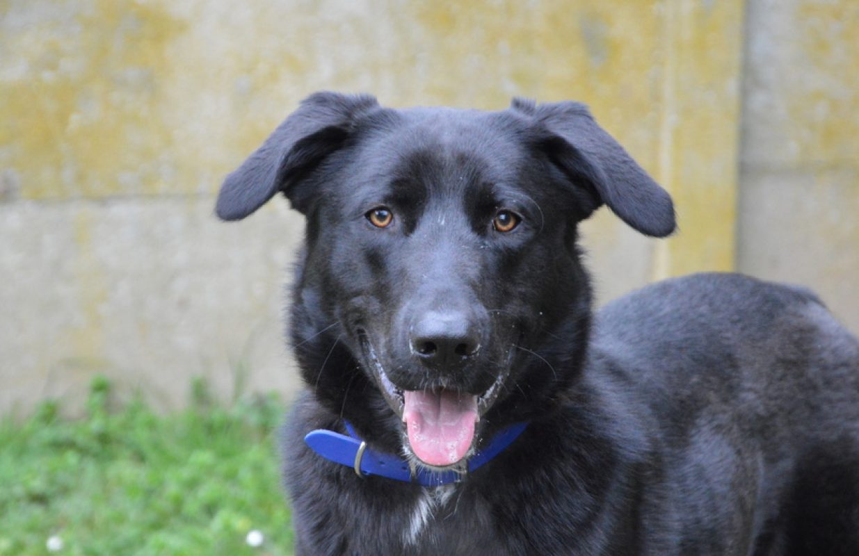 Minos - Chien Berger à adopter