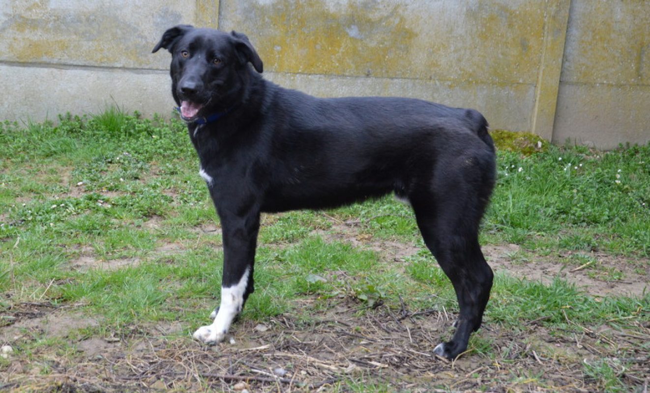 Minos - Chien Berger à adopter - photo 2
