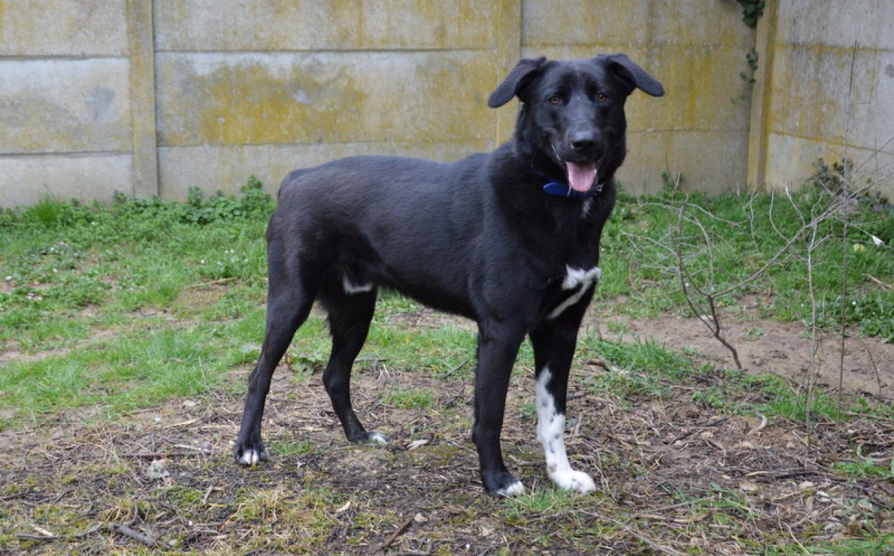 Minos - Chien Berger à adopter - photo 3