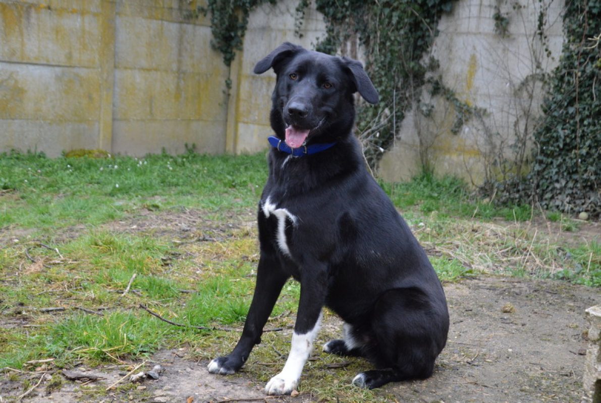 Minos - Chien Berger à adopter - photo 4