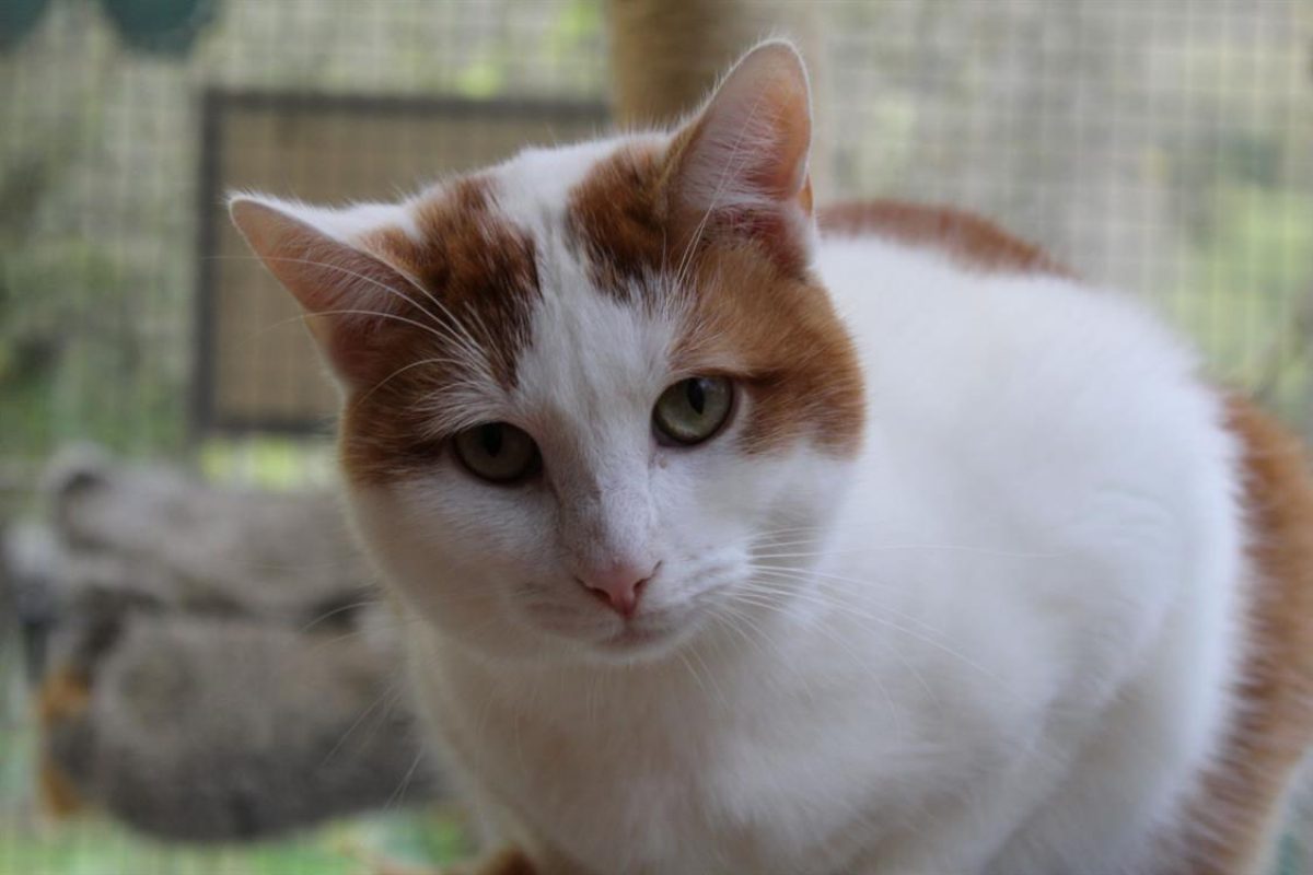 Riggili - Chat Européen à adopter