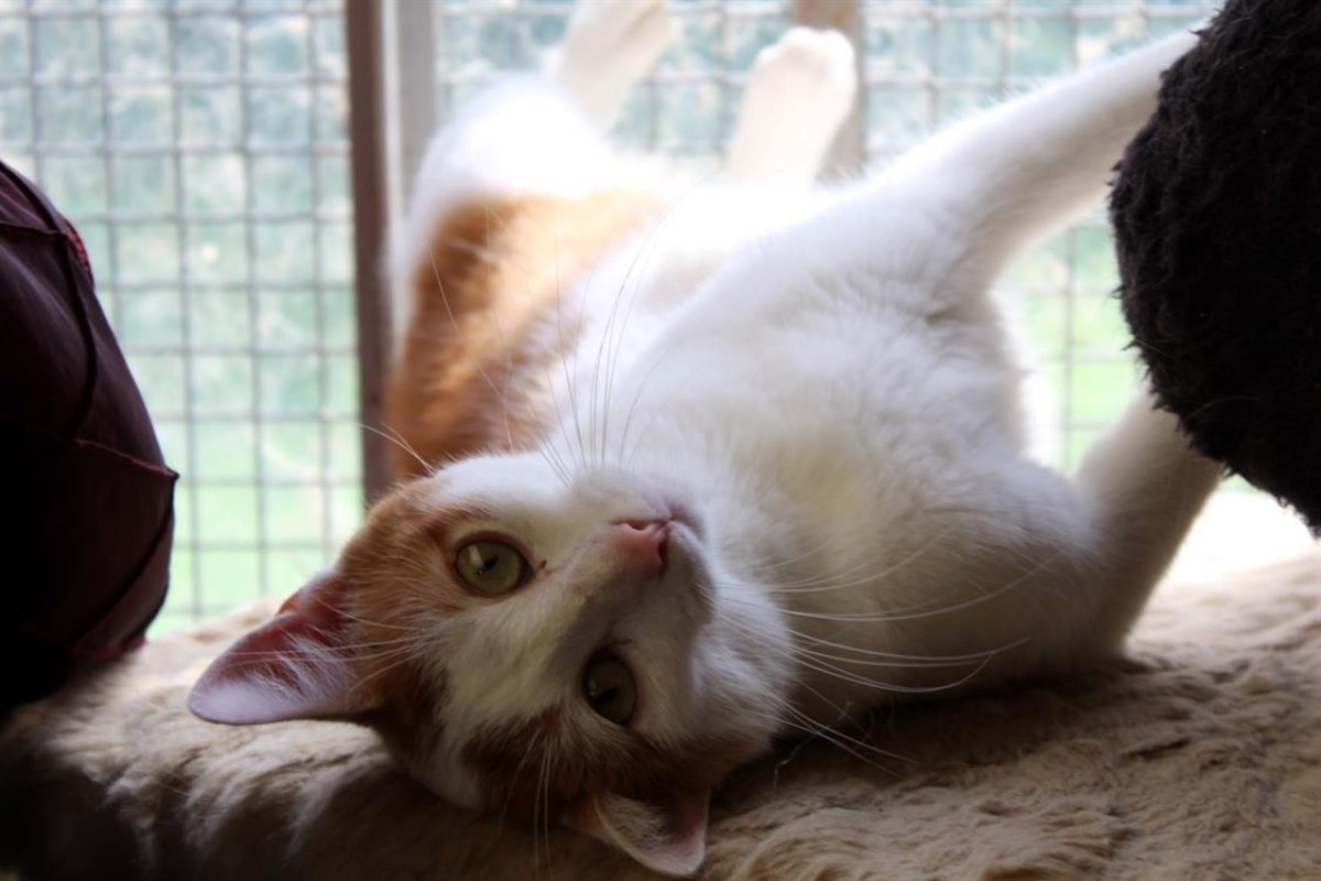 Riggili - Chat Européen à adopter - photo 2