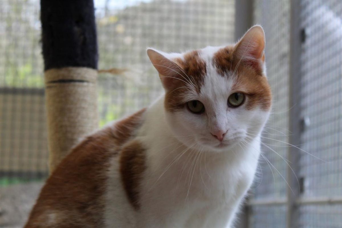 Riggili - Chat Européen à adopter - photo 3