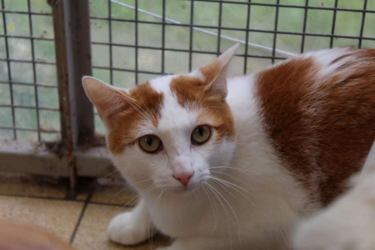 Riggili - Chat Européen à adopter - photo 4