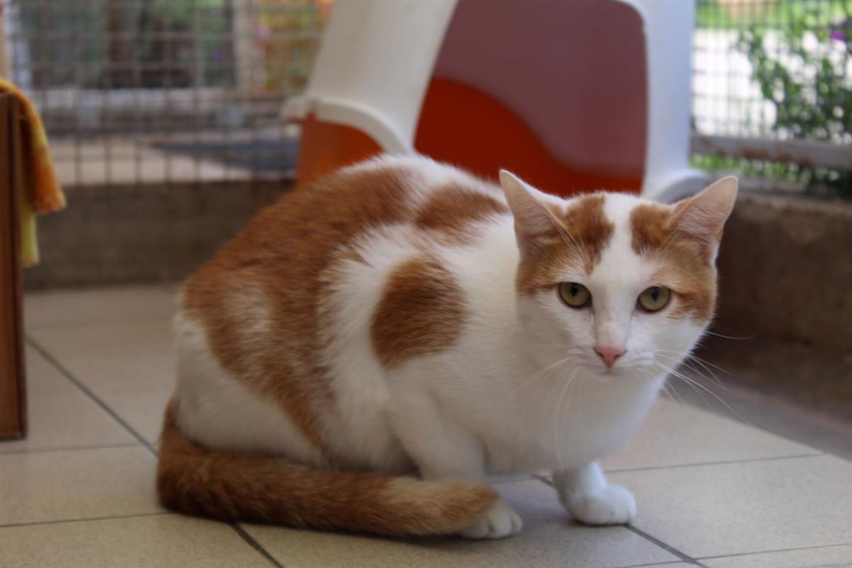 Riggili - Chat Européen à adopter - photo 5