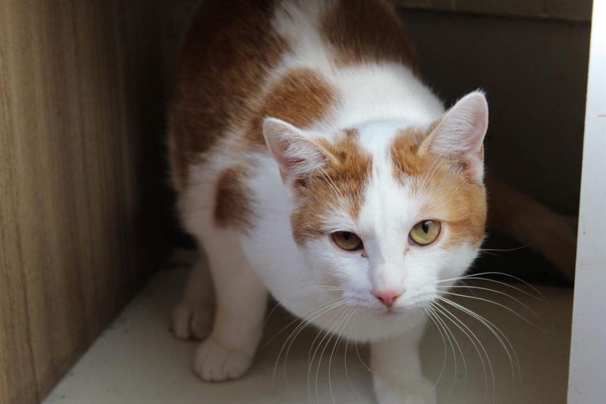 Riggili - Chat Européen à adopter - photo 6