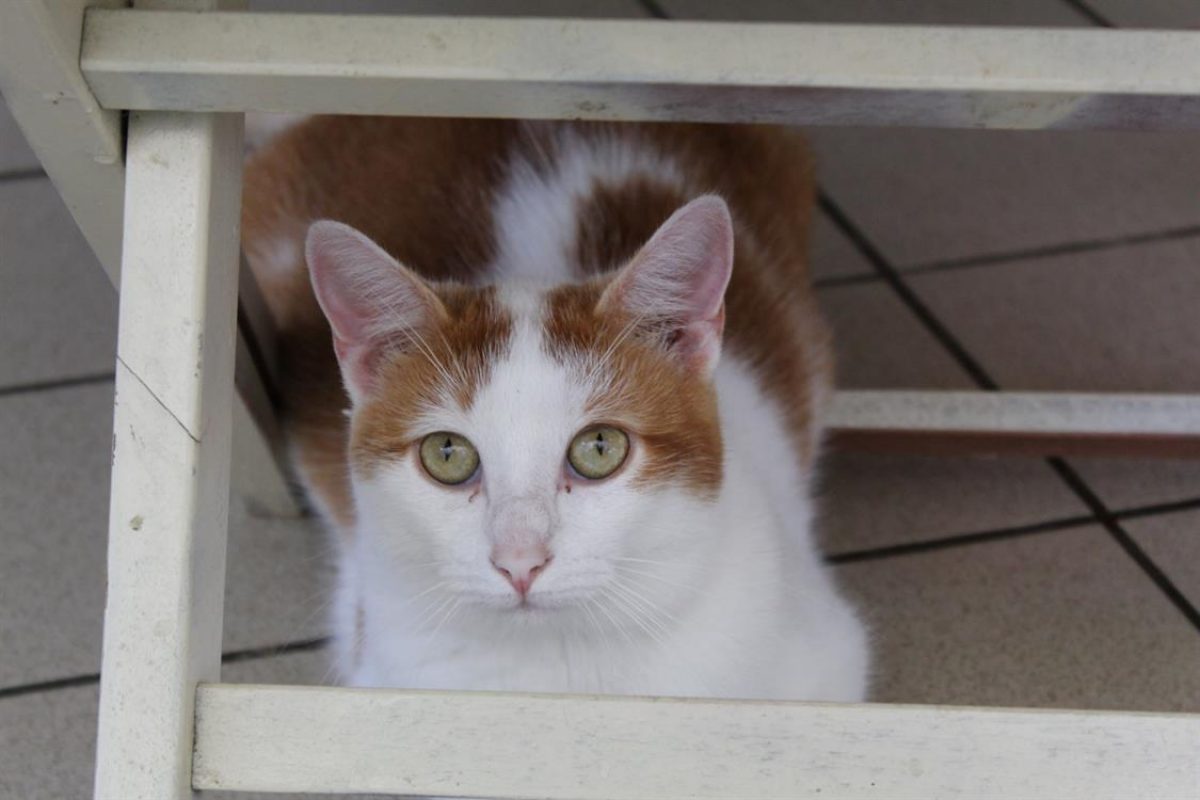 Riggili - Chat Européen à adopter - photo 7