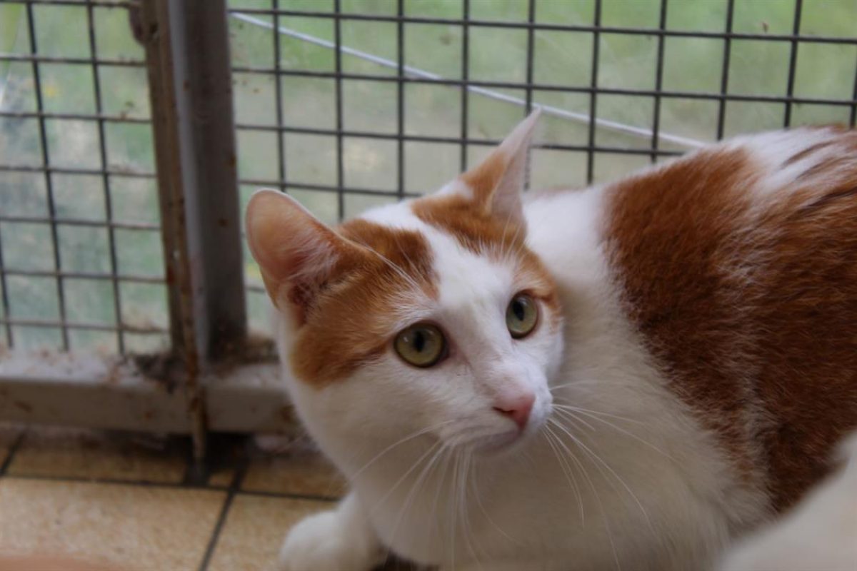 Riggili - Chat Européen à adopter - photo 8
