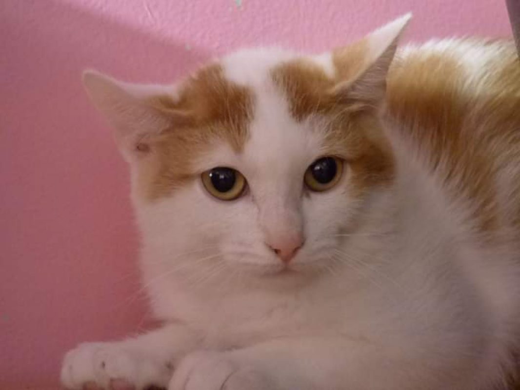 Riggili - Chat Européen à adopter - photo 9