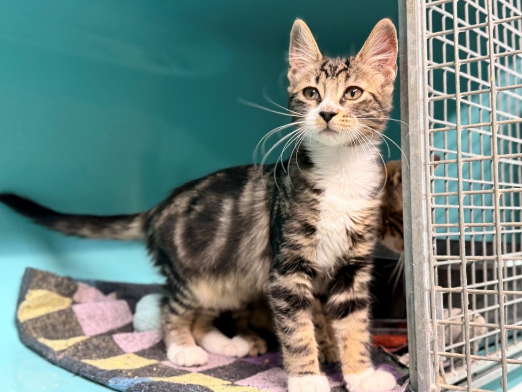 Pops - Chat Européen à adopter