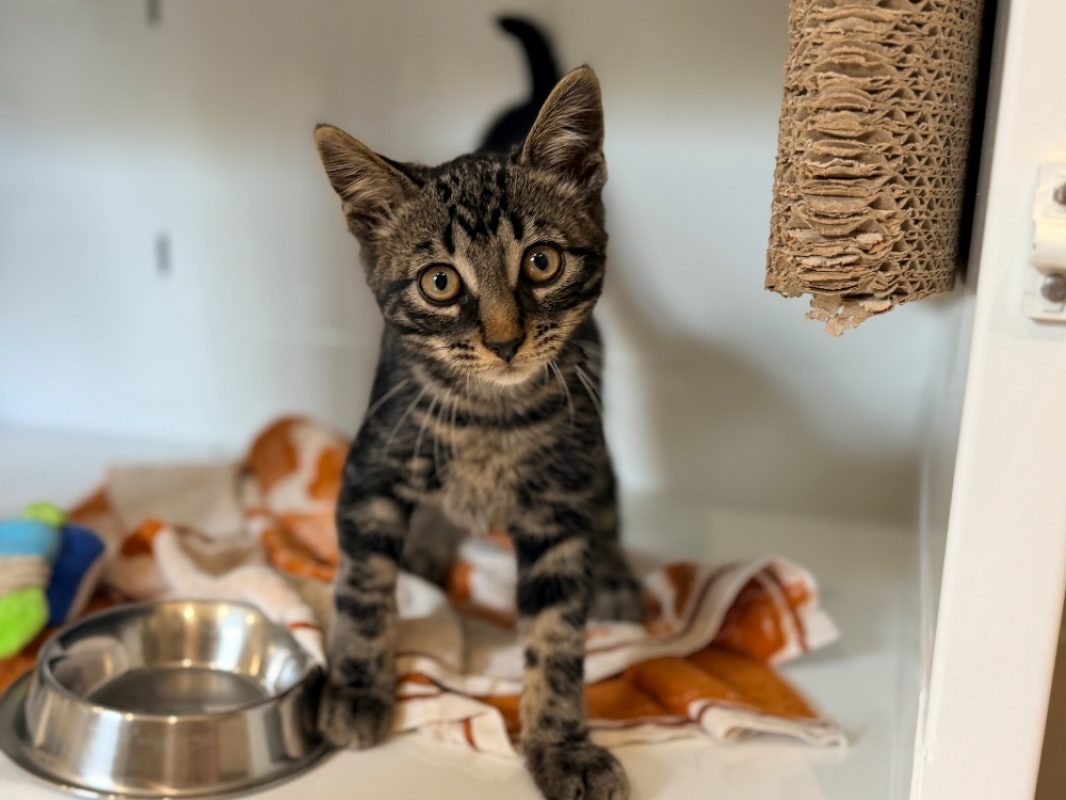 Golden - Chat Européen à adopter
