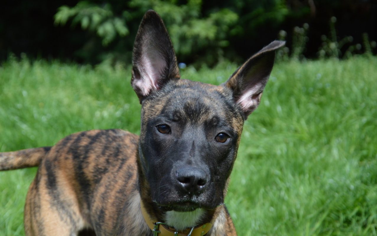 Lesko - Chien à adopter