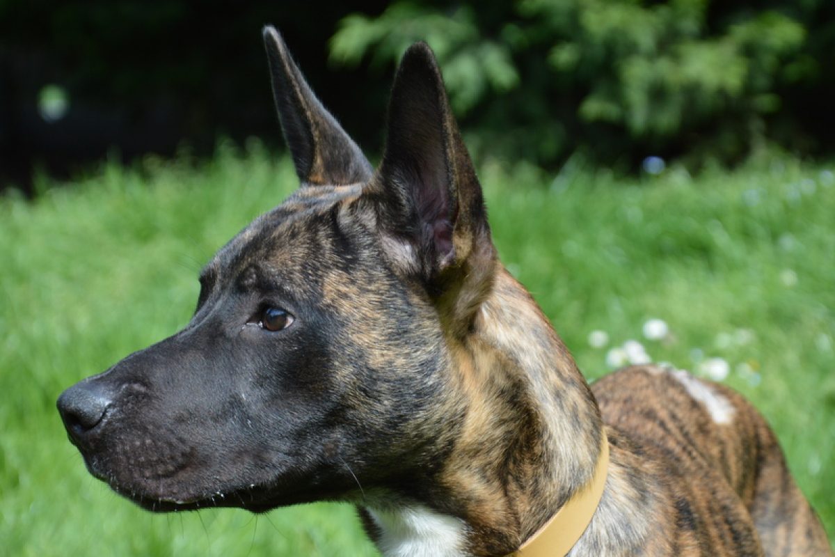 Lesko - Chien à adopter - photo 2
