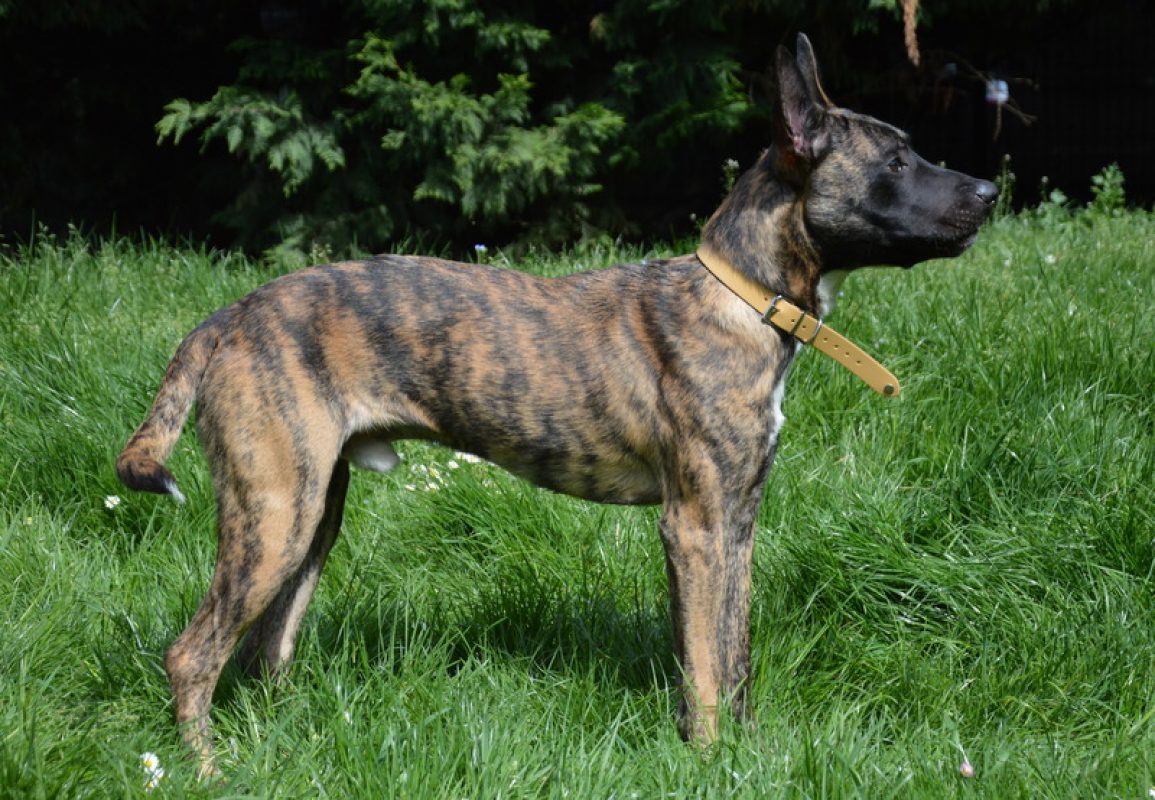 Lesko - Chien à adopter - photo 3