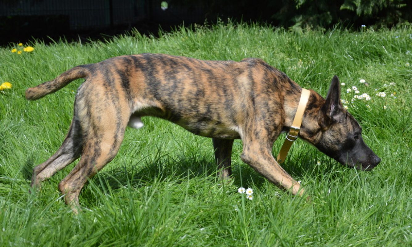 Lesko - Chien à adopter - photo 4