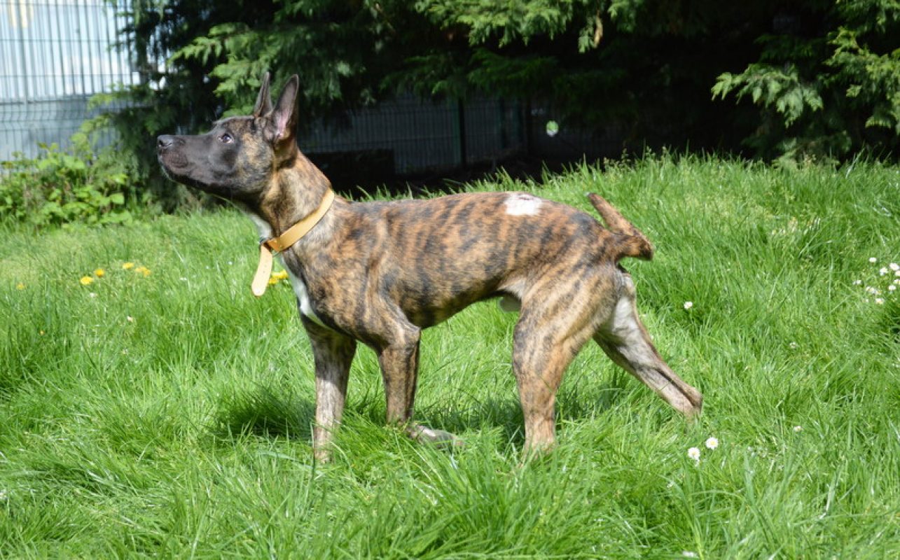 Lesko - Chien à adopter - photo 5