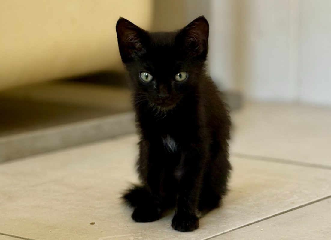 Bidart - Chat Européen à adopter