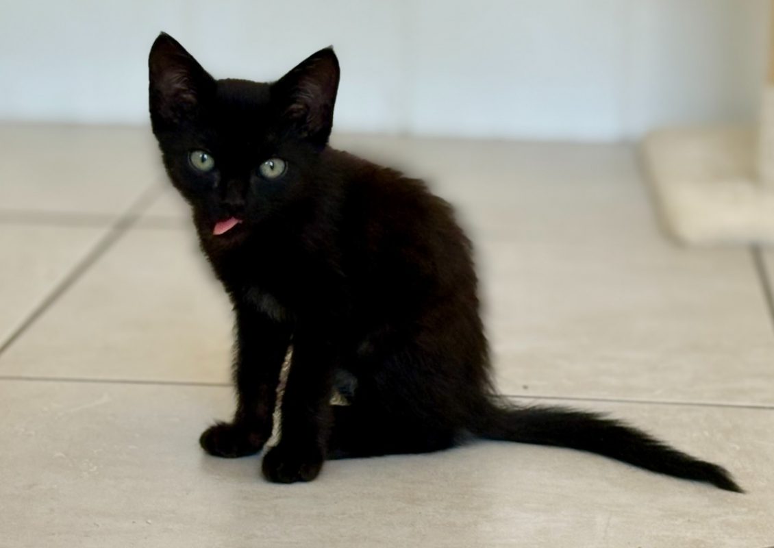 Bidart - Chat Européen à adopter - photo 2
