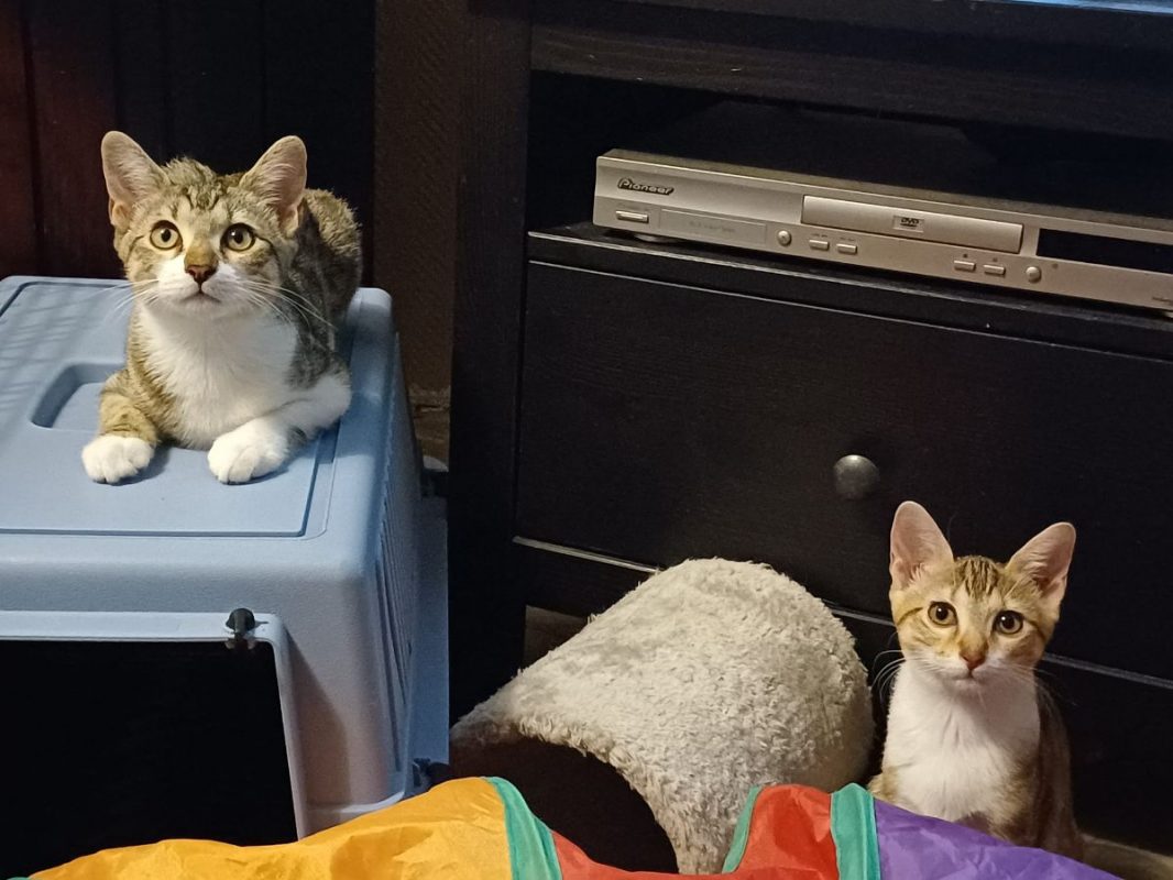 Marie et Lacy - Chat Européen à adopter - photo 7