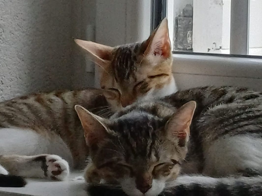 Marie et Lacy - Chat Européen à adopter - photo 5