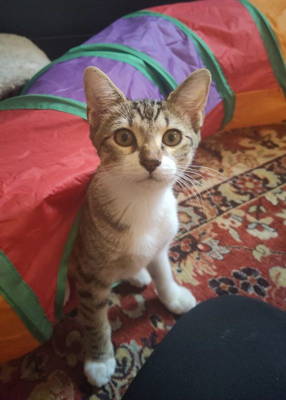 Marie et Lacy - Chat Européen à adopter