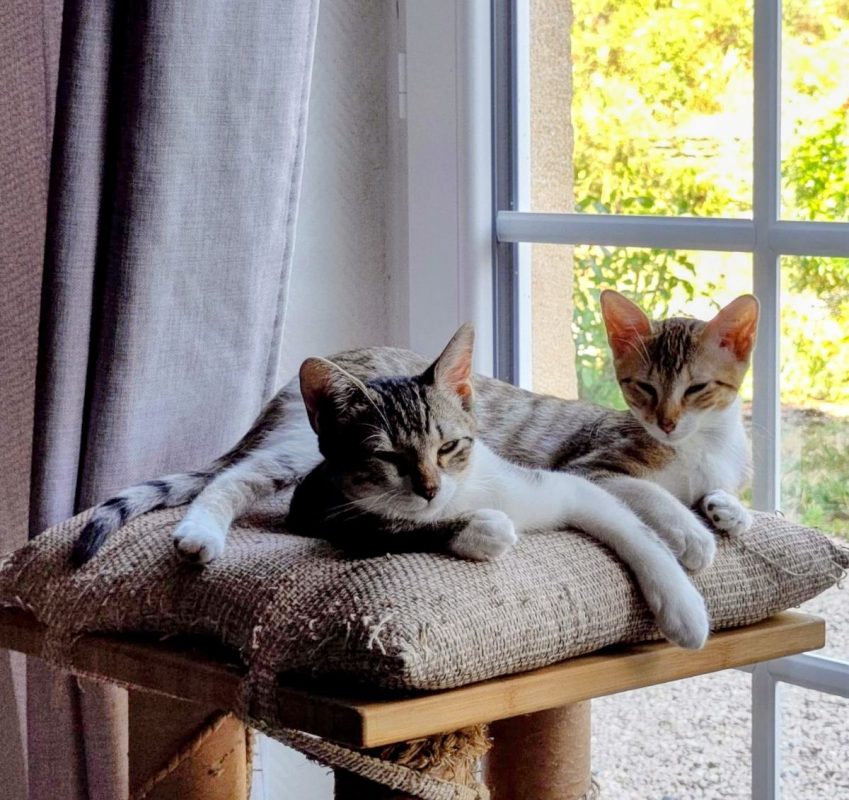 Marie et Lacy - Chat Européen à adopter - photo 4