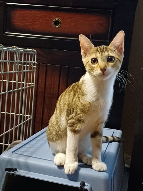 Marie et Lacy - Chat Européen à adopter - photo 8