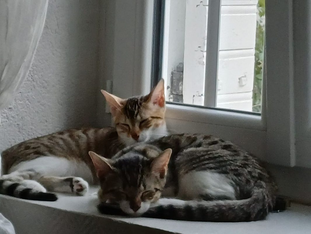 Marie et Lacy - Chat Européen à adopter - photo 2