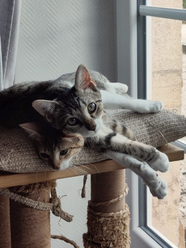 Marie et Lacy - Chat Européen à adopter - photo 6