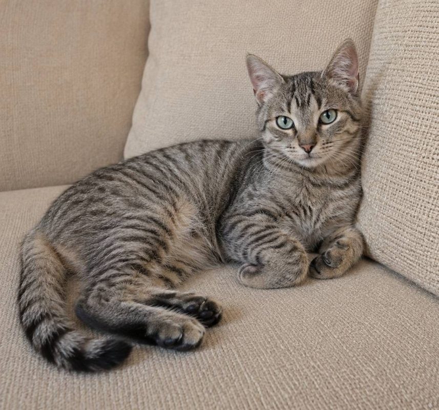 Pepsi - Chat à adopter - photo 3