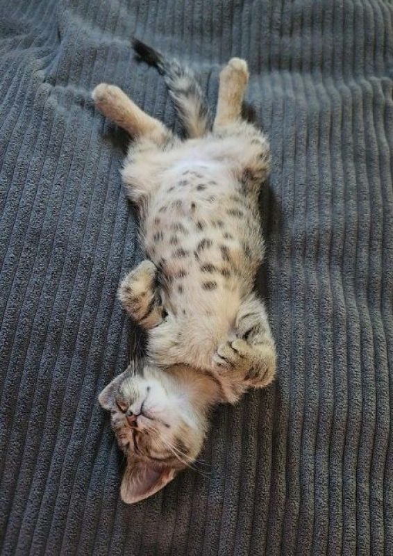 Dolores - Chat à adopter - photo 4