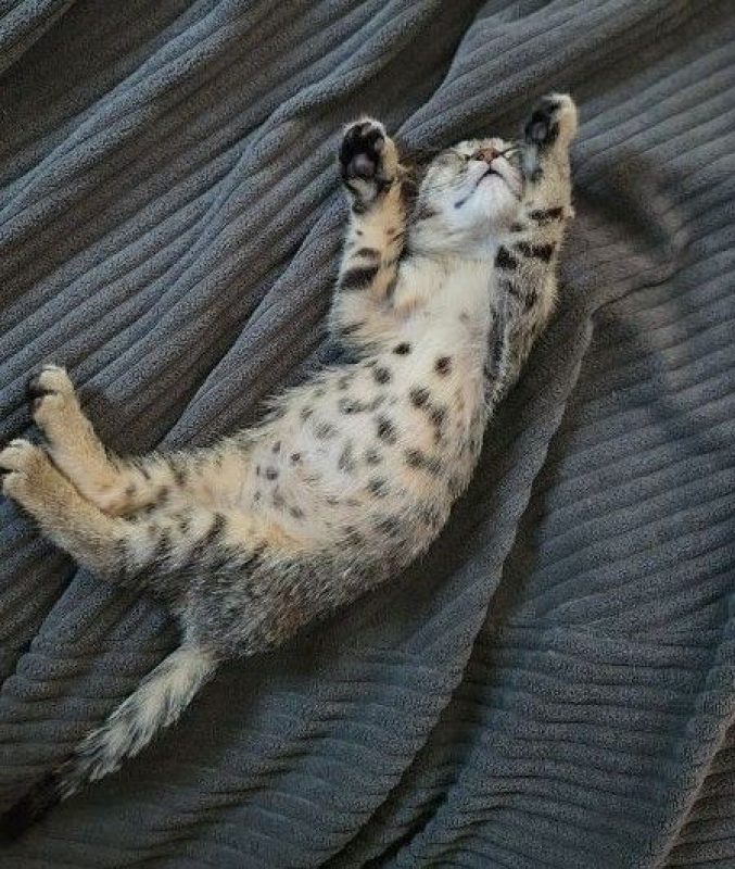 Dolores - Chat à adopter - photo 2