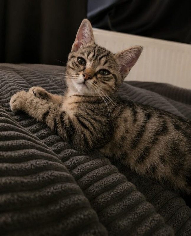 Dolores - Chat à adopter