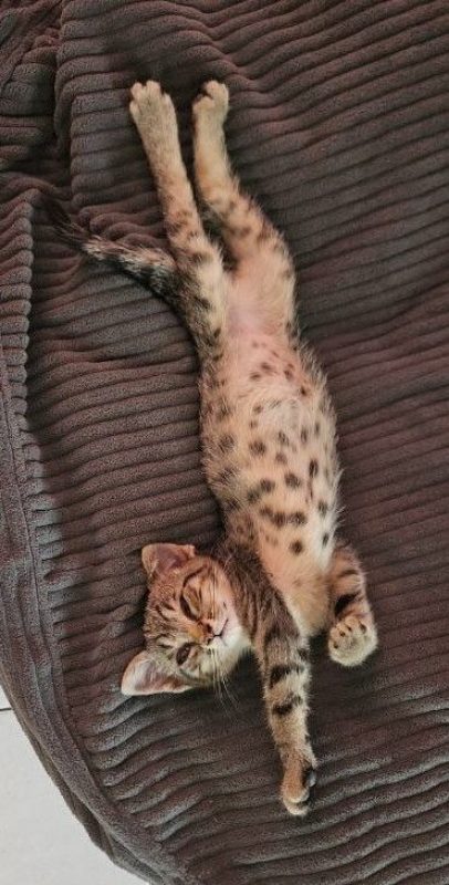 Dolores - Chat à adopter - photo 6