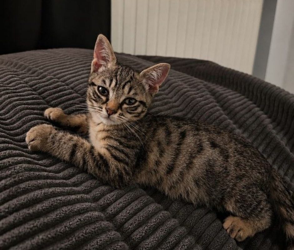Dolores - Chat à adopter - photo 3