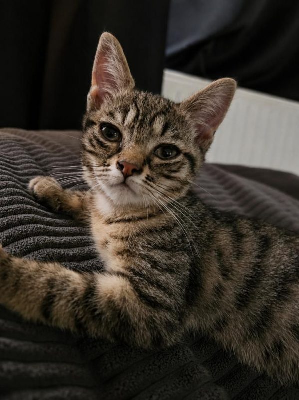 Dolores - Chat à adopter - photo 5