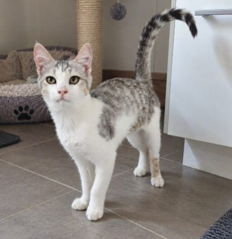 Basile - Chat à adopter - photo 5
