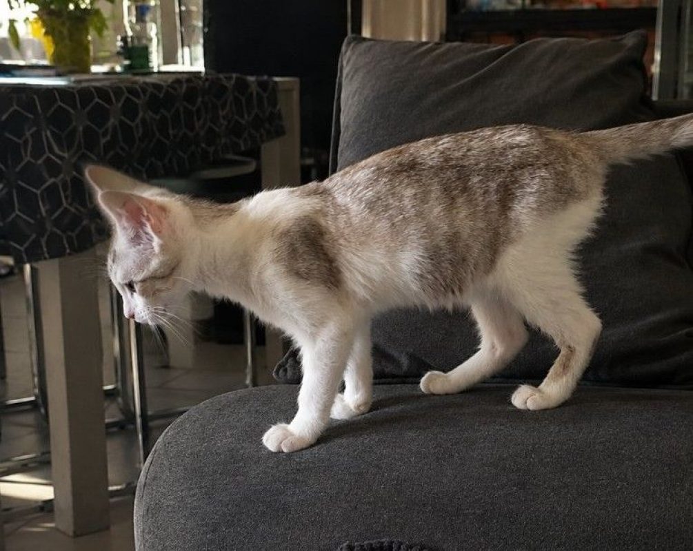 Basile - Chat Européen à adopter - photo 2