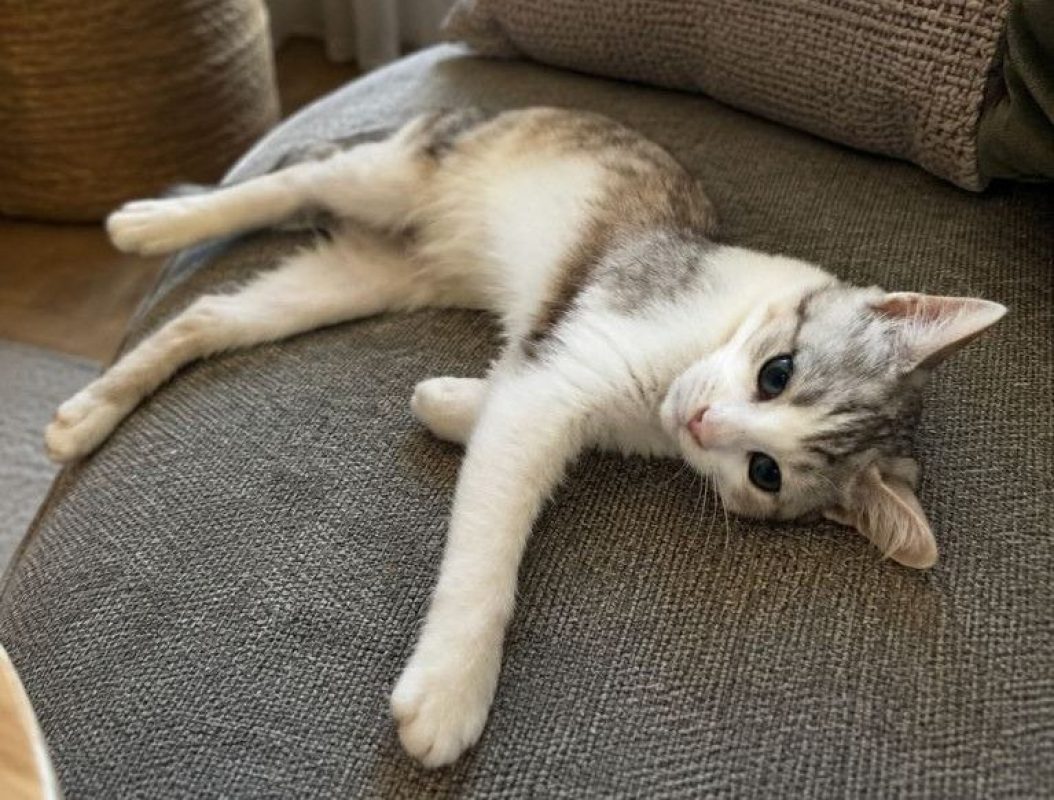 Basile - Chat Européen à adopter