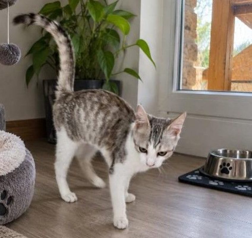 Basile - Chat à adopter - photo 8