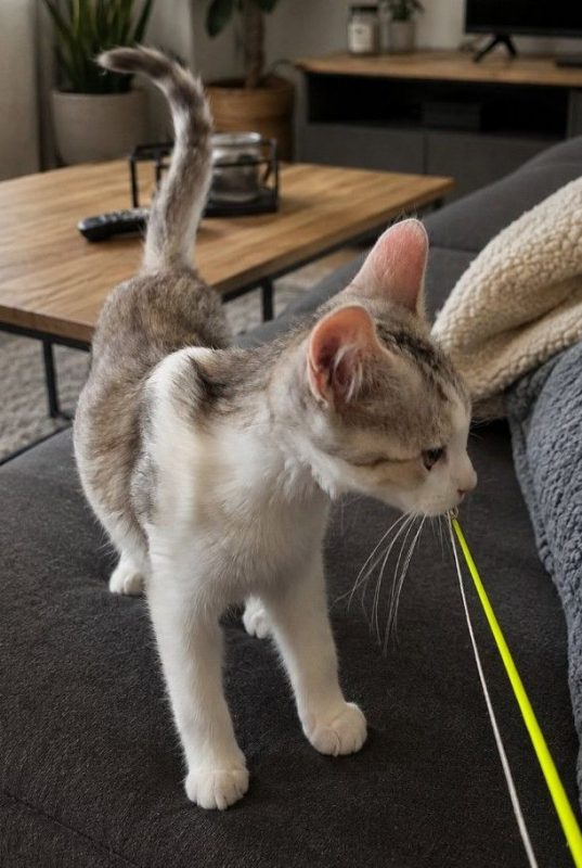 Basile - Chat Européen à adopter - photo 3