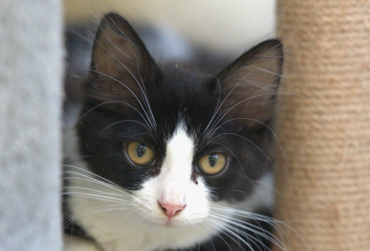 Zoup - Chat à adopter