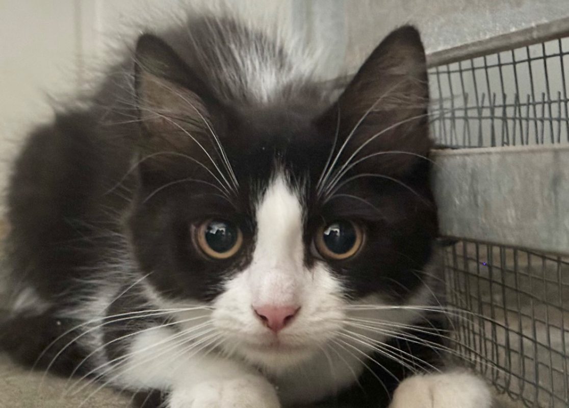 Zoup - Chat à adopter - photo 2